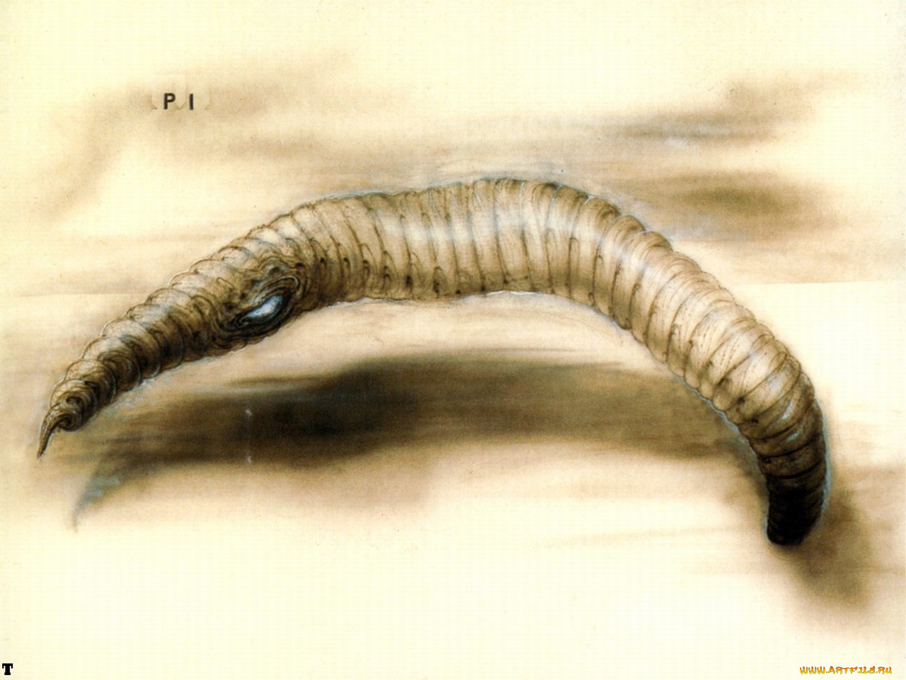 , giger